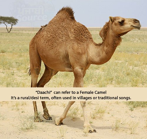 Whats the meaning of DACHI | “ਦਾਚੀ” – ਪੰਜਾਬੀ ਪਿੰਡਾਂ ਦੀ ਬੋਲੀ ਦਾ ਇੱਕ ਰਵਾਇਤੀ ਸ਼ਬਦ