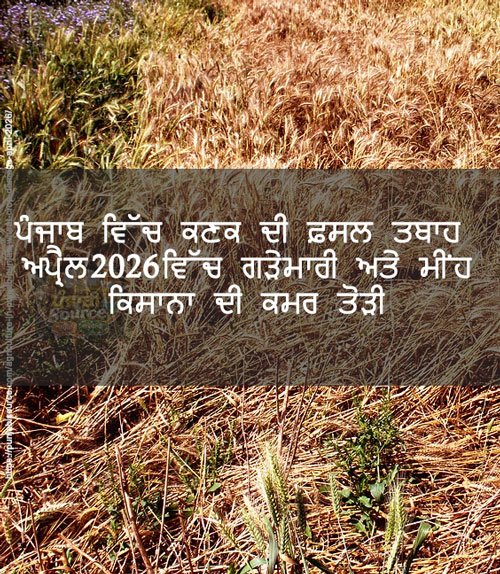 Read full Information/ Article regarding ਪੰਜਾਬ ਵਿੱਚ ਕਣਕ ਦੀ ਫ਼ਸਲ ਤਬਾਹ: ਅਪ੍ਰੈਲ 2026 ਵਿੱਚ ਗੜੇਮਾਰੀ ਅਤੇ ਮੀਂਹ ਨੇ ਕਿਸਾਨਾਂ ਦੀ ਕਮਰ ਤੋੜੀ on punjabi source (https://punjabisource.com)